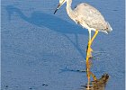 David Greenwood_Heron - Shadow and Reflection.jpg